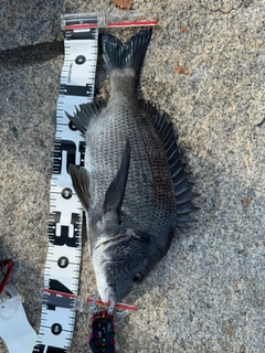 チヌの釣果