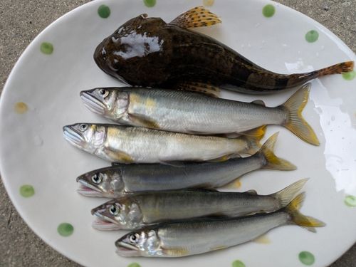 アユの釣果