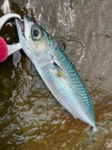マサバの釣果