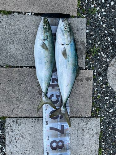 ワラサの釣果