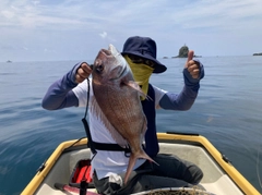 マダイの釣果