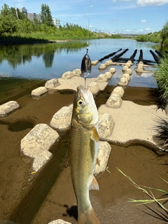 ウグイの釣果