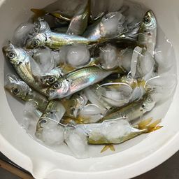 アジ
