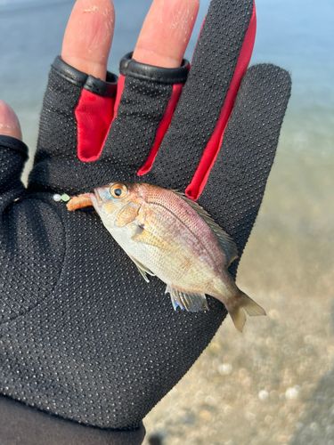 チャリコの釣果