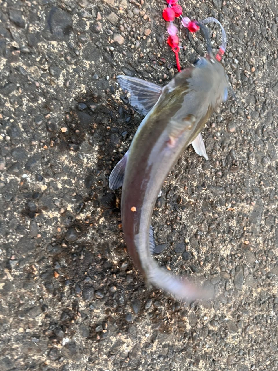 アメリカンキャットフィッシュ