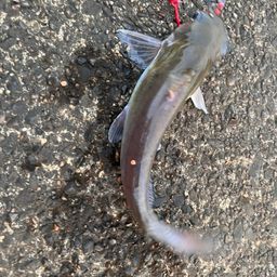 アメリカンキャットフィッシュ