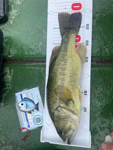 ラージマウスバスの釣果