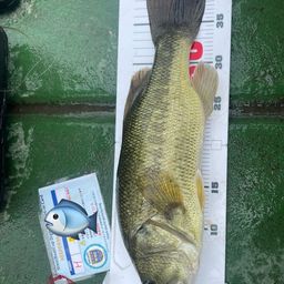 ラージマウスバス