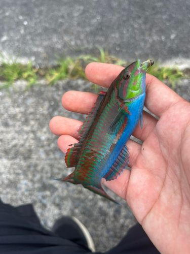 ニシキベラの釣果