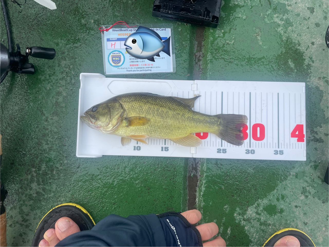 ラージマウスバス