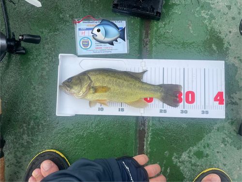 ラージマウスバスの釣果