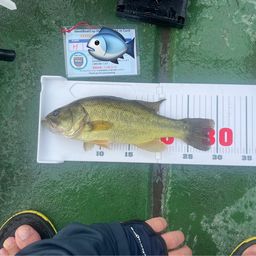 ラージマウスバス