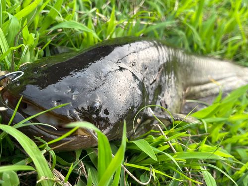 ナマズの釣果