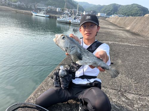 イシガキフグの釣果