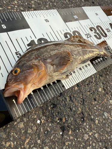 アイナメの釣果