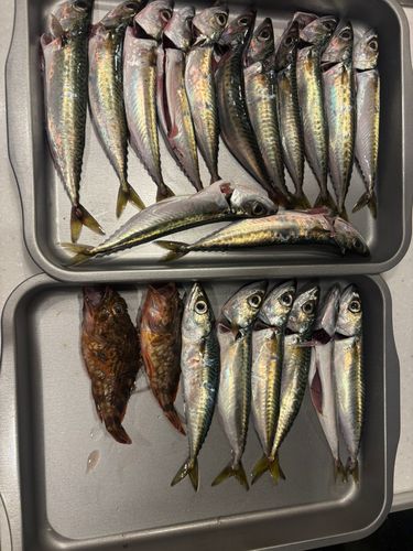 サバの釣果