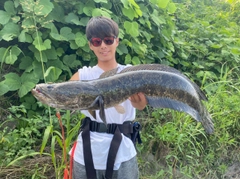 ライギョの釣果