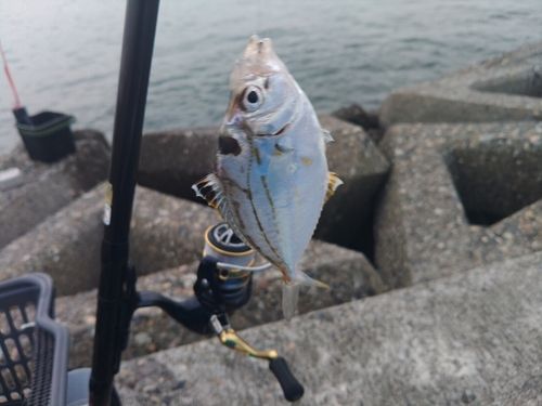 ヒイラギの釣果