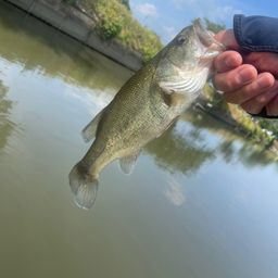 ラージマウスバス