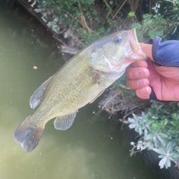 ラージマウスバス