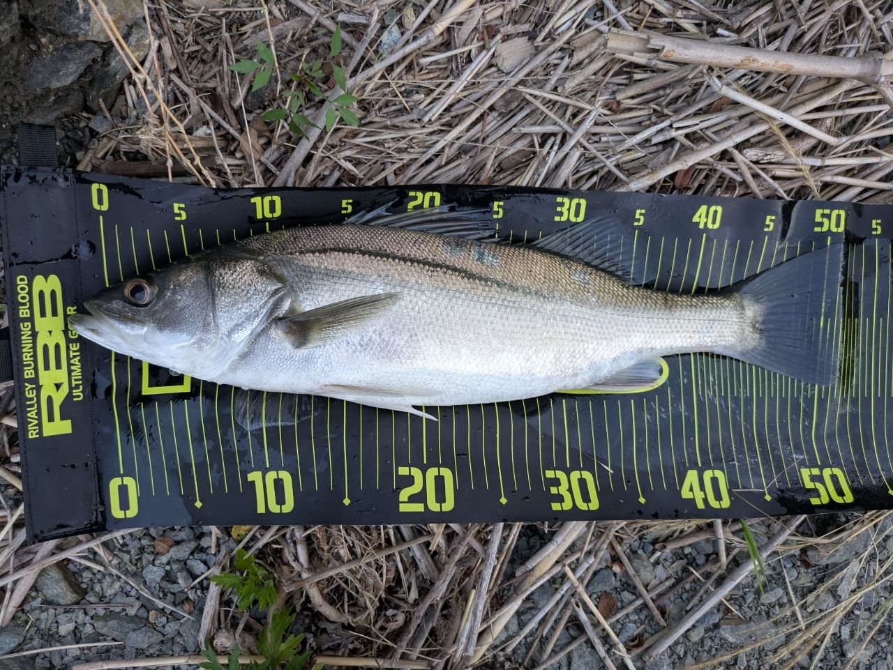 フッコ（マルスズキ）