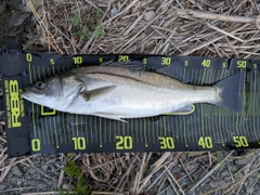 フッコ（マルスズキ）の釣果