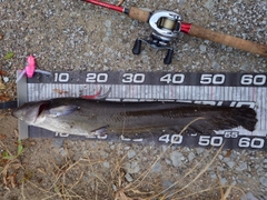 ナマズの釣果