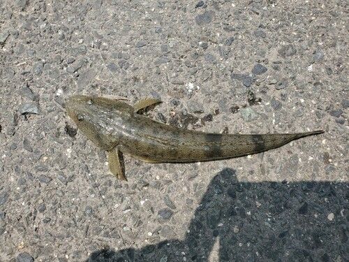 コチの釣果