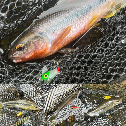 カワムツの釣果