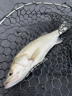 タイリクスズキの釣果