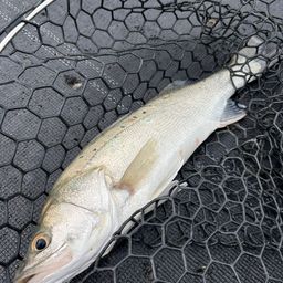 タイリクスズキ