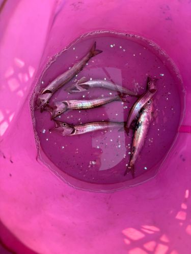 カマスの釣果