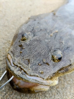 マゴチの釣果