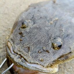 マゴチ
