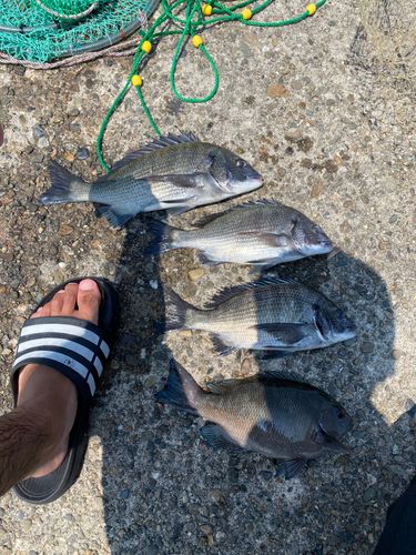 クロダイの釣果