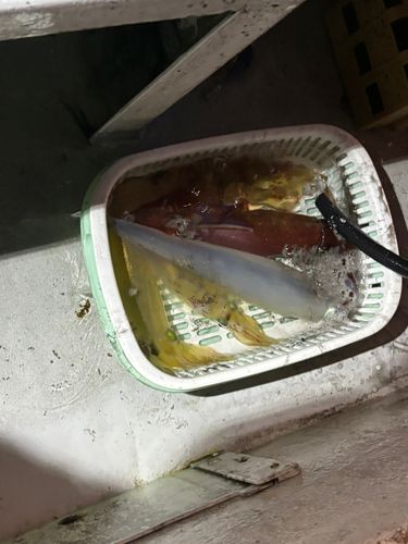 ケンサキイカの釣果