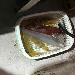 ケンサキイカ