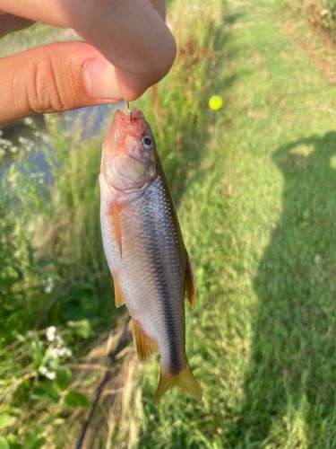 カワムツの釣果