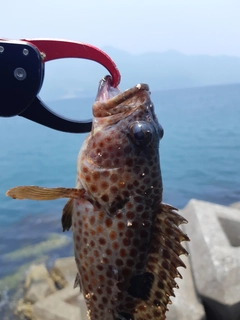 オオモンハタの釣果