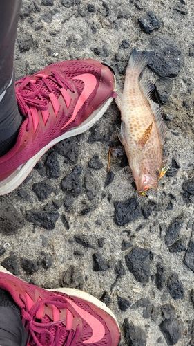 オオモンハタの釣果