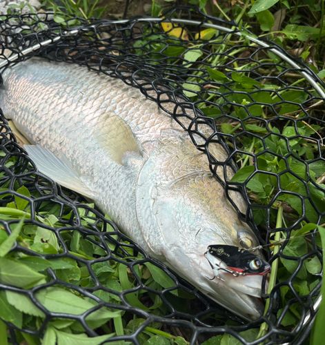バラマンディの釣果