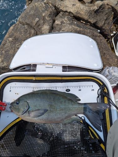クチブトグレの釣果
