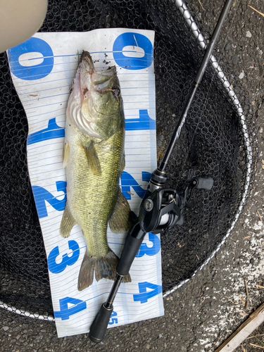 ラージマウスバスの釣果