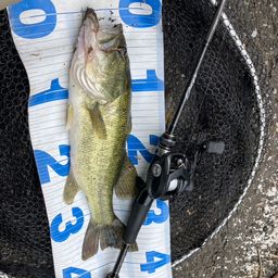 ラージマウスバス