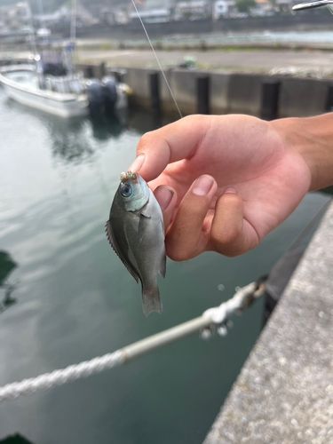メジナの釣果