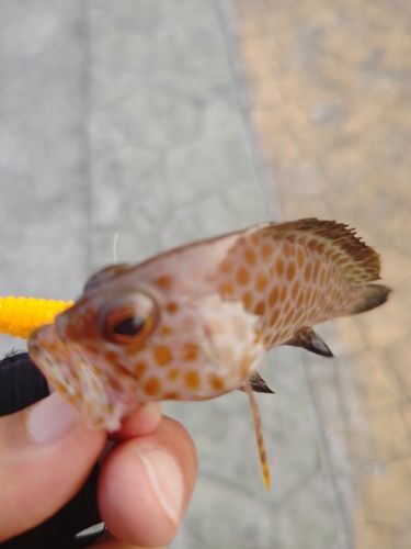 オオモンハタの釣果