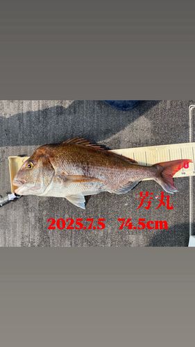マダイの釣果