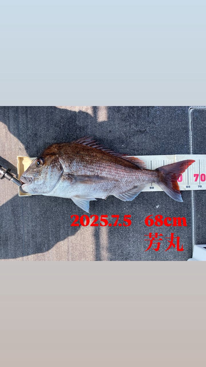 よしまる440さんの釣果 2枚目の画像