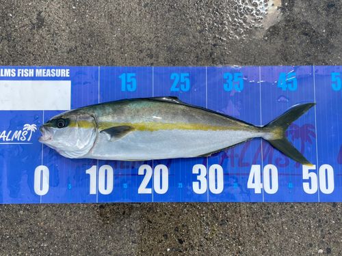 ヒラマサの釣果