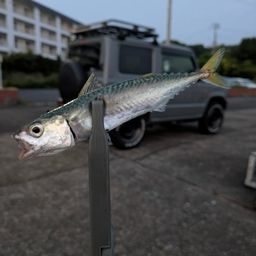 マアジ